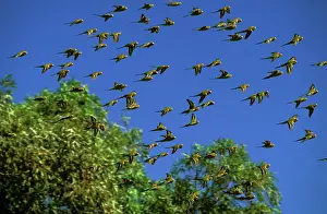 Melopsittacus: Budgerigar - In flight