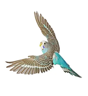 Budgerigars: Budgerigar - in flight