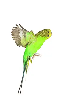 Budgerigars: Budgerigar - in flight