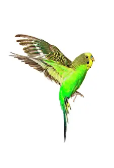 Budgerigars: Budgerigar - in flight