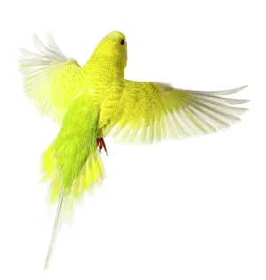 Budgerigars: Budgerigar - in flight