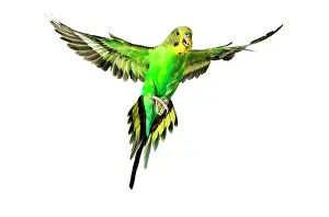 Budgerigars: Budgerigar - in flight