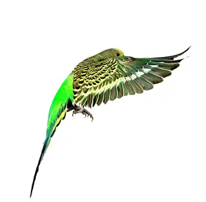 Budgerigars: Budgerigar - in flight