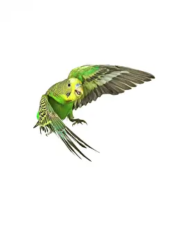 Budgerigars: Budgerigar - in flight