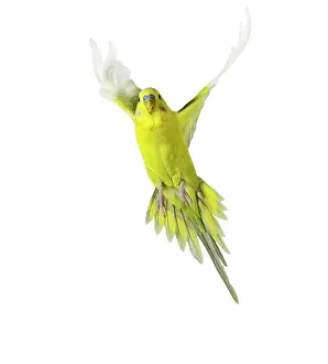 Budgerigars: Budgerigar - in flight