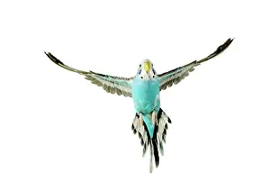 Budgerigars: Budgerigar - in flight