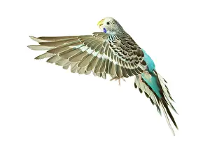Budgerigar: Budgerigar - in flight