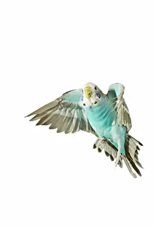 Budgerigar: Budgerigar - in flight
