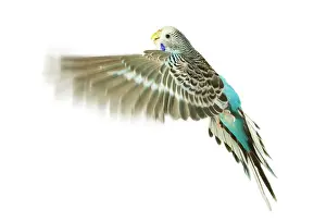 Budgerigar: Budgerigar - in flight