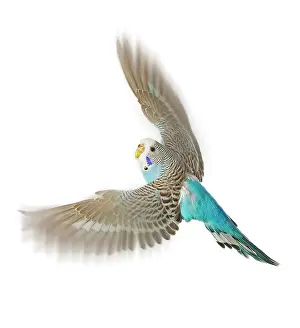 Budgerigar: Budgerigar - in flight in studio