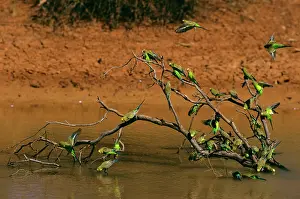 Melopsittacus: Budgerigar - Flock drinking from pool