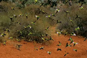 Melopsittacus: Budgerigar - Flock in flight