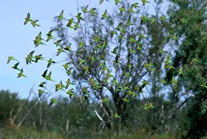 Melopsittacus: Budgerigar - flock in flight