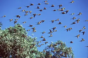 Budgerigar: BUDGERIGAR - FLOCK IN FLIGHT