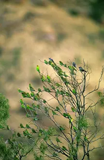 Melopsittacus: Budgerigar - Flock in tree