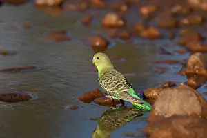 Budgerigar: Budgerigar - juvenile drinking at a pool in Donkey Creek