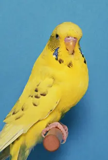 Budgerigar: Budgerigar - Light Orange Recessive Pied Cock