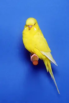 Budgerigar: BUDGERIGAR - Lutino variety, cock / male