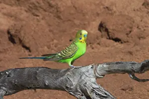 Budgerigar: Budgerigar - male