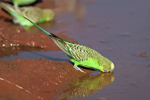 Overflow: Budgerigar - male drinking at Brown's bore overflow
