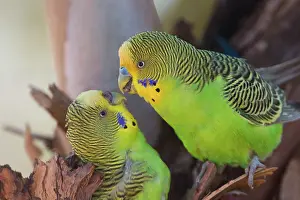 Undulatus: Budgerigar male about to feed female at nest hole Pap