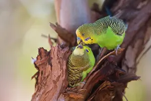 Undulatus: Budgerigar male feeding female at nest hole Papunya A