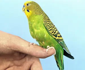 Owner: Budgerigar - Male, perched on finger