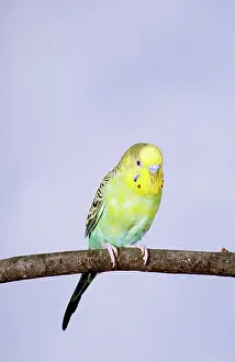 Undulatus: Budgerigar (Melopsittacus undulatus)
