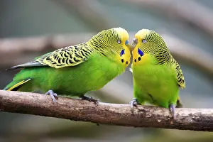 Parakeet: Budgerigar (Melopsittacus undulatus), captive