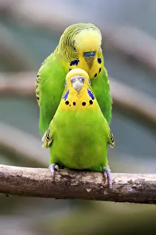 Parakeet: Budgerigar (Melopsittacus undulatus), captive