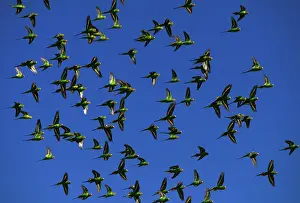 Melopsittacus: Budgerigar (Melopsittacus undulatus) flock in flight