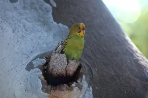 Treehole: Budgerigar at Nest