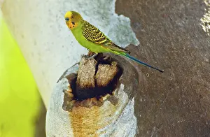 Treehole: Budgerigar at Nest Hollow