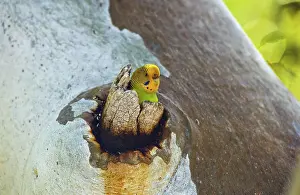 Treehole: Budgerigar at Nest Hollow