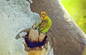 Treehole: Budgerigar at Nest Hollow