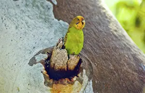 Treehole: Budgerigar at Nest Hollow