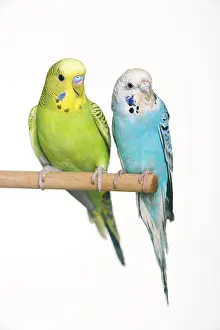 Budgies: Budgerigar - two on perch