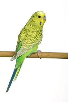 Budgies: Budgerigar - on perch
