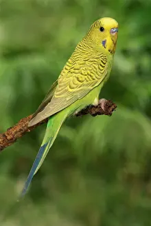 Budgerigars: Budgerigar - on perch