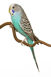 Budgerigar: Budgerigar - on perch