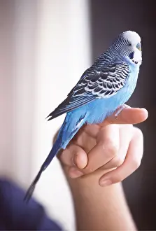 Owner: BUDGERIGAR - sitting on finger
