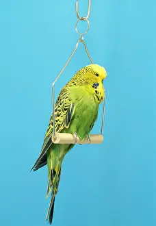 Swing: BUDGERIGAR - On swing