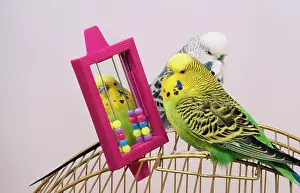 Mirrors: Budgerigar - with toys on cage