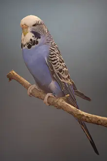 Mutation: Budgerigar violet on a branch
