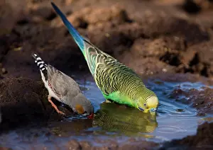 Budgerigar: Budgerigar and Zebra Finch (Taeniopygia guttata)