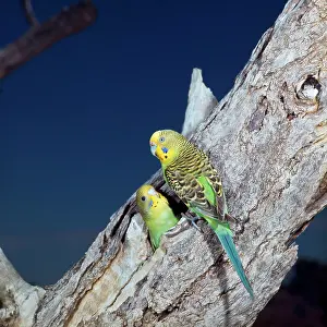 Melopsittacus: BUDGERIGARS