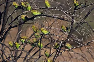 Undulatus: Budgerigars