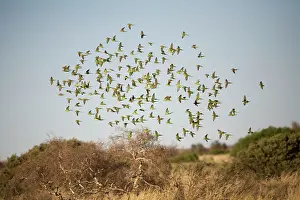 Budgerigar: Budgerigars approaching a waterhole