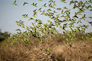 Budgerigar: Budgerigars approaching a waterhole