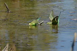 Budgerigar: Budgerigars - Bathing